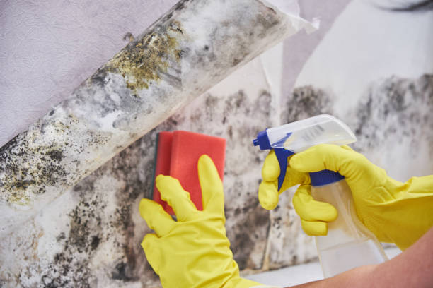 Why You Should Choose Our Mold Remediation Services in Desert Hot Springs, CA